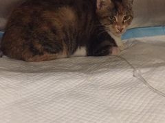 -艾贝尔宠物医院·24H转诊中心·肿瘤猫专科(江宁双龙店)