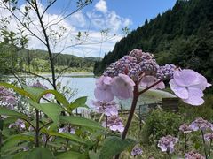 -武陵山森林公园