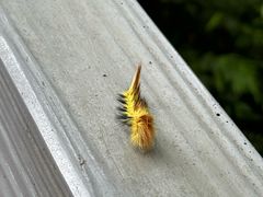 -中国大熊猫保护研究中心雅安碧峰峡基地