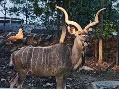 -清迈夜间动物园