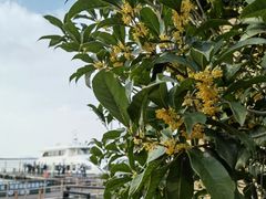 -莲花岛景区