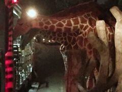-清迈夜间动物园