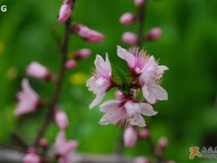 -南汇桃花村
