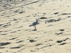 -黄金海岸