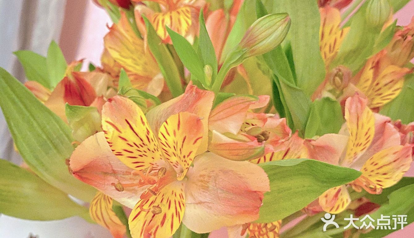 #治愈系.花#