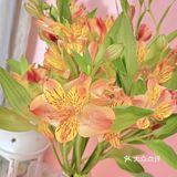 #治愈系.花#