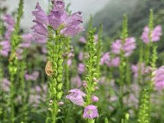 -秦岭终南山世界地质公园翠华山景区