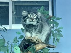 -青藏高原野生动物园