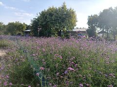 -广东花都香草世界旅游度假区