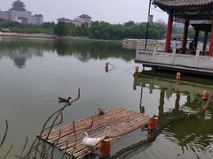 -莲花池公园