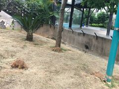 -灵玲国际马戏城