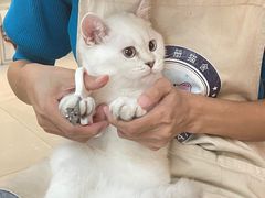 -lincat·猫舍(广州店)
