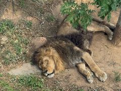 -西霞口神雕山野生动物世界