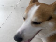 -全心全意连锁动物医院·微创中心·内科急重症·心脏专科(丰管路店)