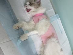 -达爱动物医院·犬猫分区·CT·复杂眼科(远洋山水分院)