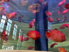 -杭州和达希尔顿逸林酒店·和园中餐厅