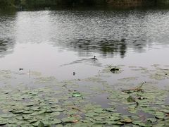 -新江湾城公园