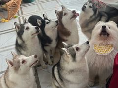 -星多哈·狗咖·拼豆·咖啡