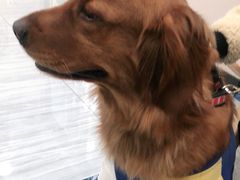 -瑞派名望24h动物医院异宠专科·猫专科·骨科·重症监护分院