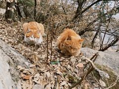 -终南山南五台景区