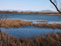 -野鸭湖国家湿地公园