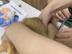 -瑞鹏宠物医院·夜间急症·心超·猫科(祖庙分店)