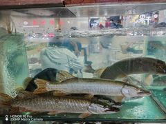 -煲来饱去冷水鱼