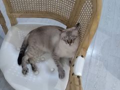-共舞时光猫咖·狗咖(新街口店)