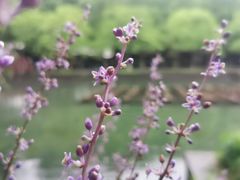 -星巴克(西湖天地店)