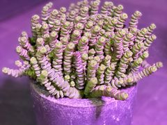 -爱尚花坊(大林路店)