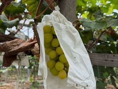 -马陆小张葡萄园农家乐