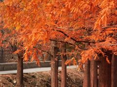 -白水寺森林公园