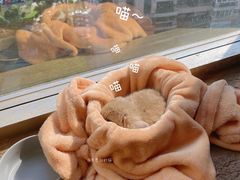 -猫猫幼稚园·撸猫·桌游·电玩