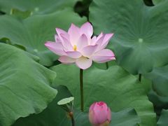 -荔湾湖公园