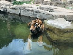 -深圳野生动物园