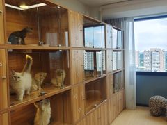 -猫十亿·布偶金渐层·曼基康矮脚猫舍(青年路店)