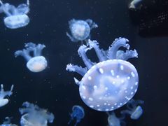 -成都浩海立方海洋公园