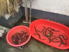 -大莲湖农家乐(青西郊野公园店)