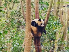 -成都大熊猫繁育研究基地