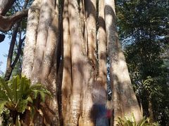 -瑞丽独树成林风景区