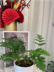 -八佰伴8008星级形象店