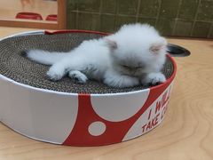 -帕帕拉兹宠物(亚洲旗舰店)