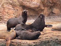 -珠海长隆海洋王国