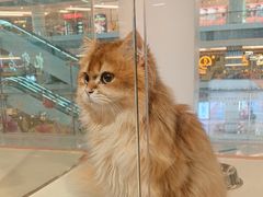 -三花喵·撸猫购宠·宠物生活馆(虹桥南丰城店)