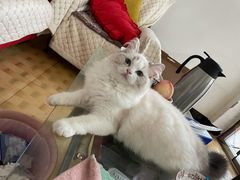 -宠福鑫康馨动物医院·骨科·眼科