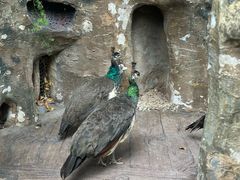 -长鹿旅游休博园