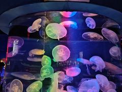 -太平洋海底世界