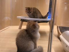 -momokira米努特·德文卷毛猫·棉花面纱犬