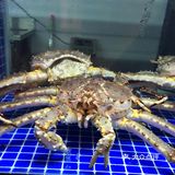 海派粤菜醉辉煌