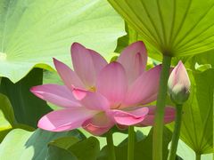 -莲花池公园